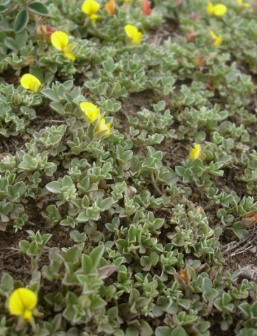 Leobordea divaricata leaves